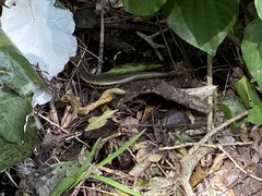 Oligosoma kokowai