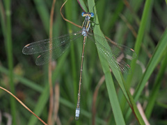 Lestes plagiatus