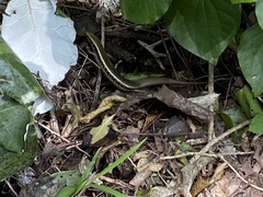 Oligosoma kokowai
