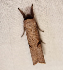 Pilostibes stigmatias