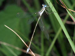 Lestes plagiatus