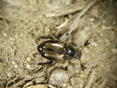Phyllopertha diversa