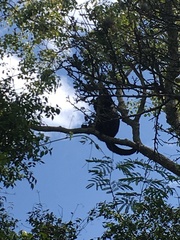 Alouatta caraya
