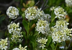 Stackhousia spathulata
