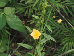 Sida rhombifolia
