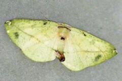 Omiza miliaria
