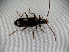 Macrolagria rufobrunnea
