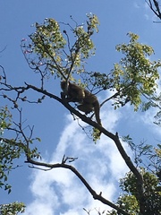 Alouatta caraya