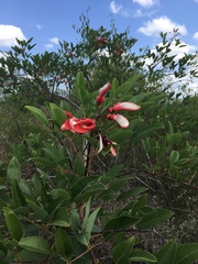 Erythrina falcata
