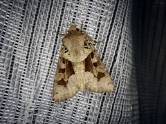 Clavipalpula aurariae