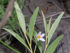 Solanum campylacanthum