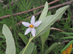 Solanum campylacanthum