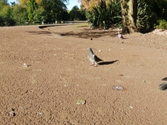 Columba livia domestica