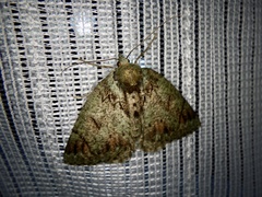 Dindica virescens