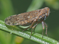 Cixiinae
