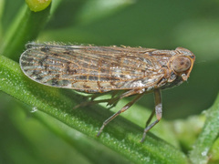 Cixiinae