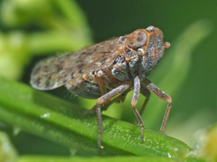 Cixiinae