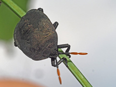 Dinidoridae