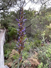Aristea capitata