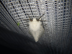 Spilosoma lubricipeda