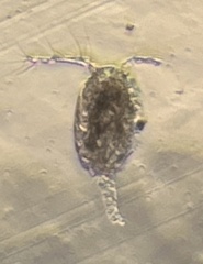 Copepoda