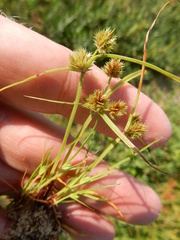 Cyperus squarrosus