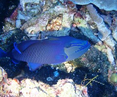 Odonus niger
