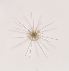 Acanthometridae