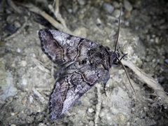 Protomiselia bilinea