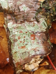Pertusaria leioplaca