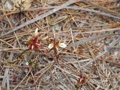 Levenhookia pauciflora