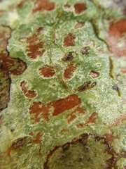Pertusaria leioplaca