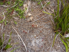 Levenhookia pauciflora