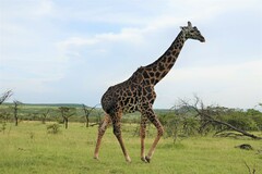 Giraffa camelopardalis tippelskirchi
