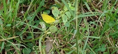 Lepidoptera