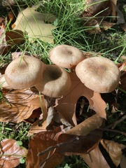 Fungi