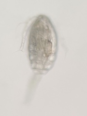 Neocopepoda