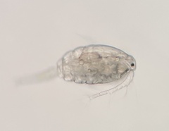 Neocopepoda