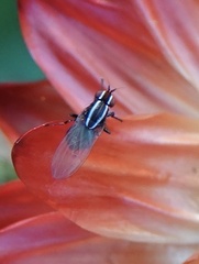 Poecilohetaerus aquilus