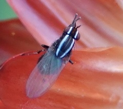 Poecilohetaerus aquilus