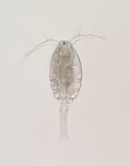 Neocopepoda