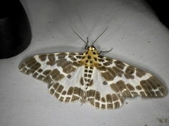 Pogonopygia nigralbata nigralbata