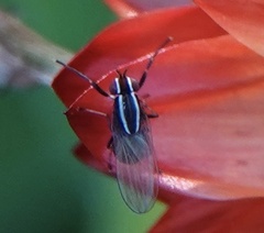 Poecilohetaerus aquilus