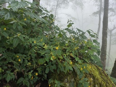 Impatiens ceratophora