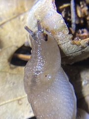 Ambigolimax valentianus
