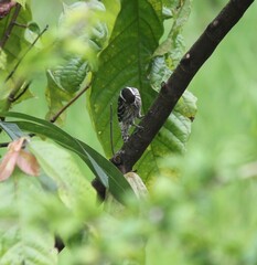 Yungipicus moluccensis