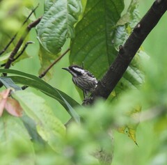 Yungipicus moluccensis