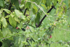 Yungipicus moluccensis