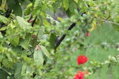 Yungipicus moluccensis