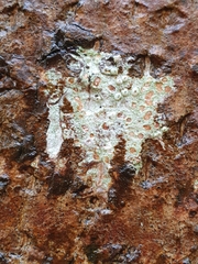 Pertusaria leioplaca